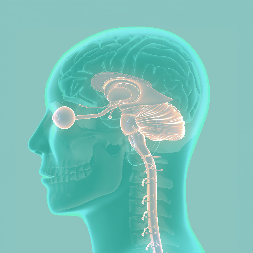 Brain diagram of eye, brain and spine