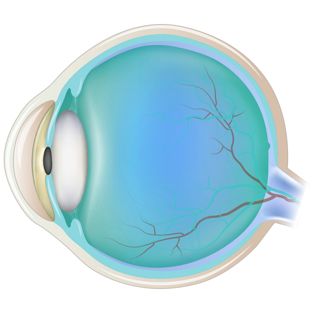 Diagram of eye for Tholáge™ Neuropsychotherapy eye movements